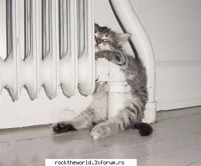 poze funny funny cat 
