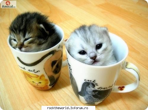 Poze Funny - ink una si gata - Poze